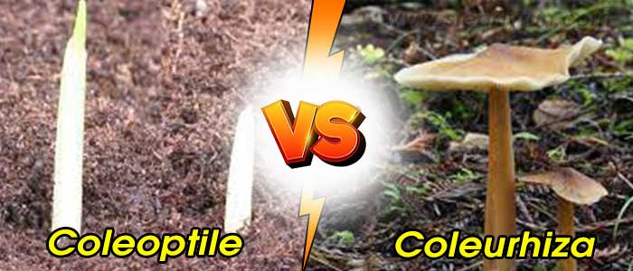 differences-coleoptile-coleurhiza