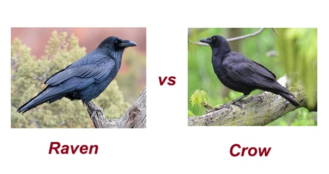 differences-between-crows-and-ravens