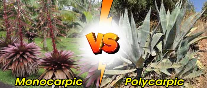 Differences between Monocarpic Plants and Polycarpic Plant
