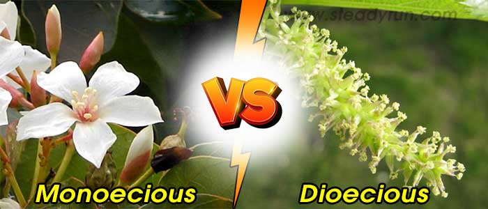 Differences between Monoecious and Dioecious Plants