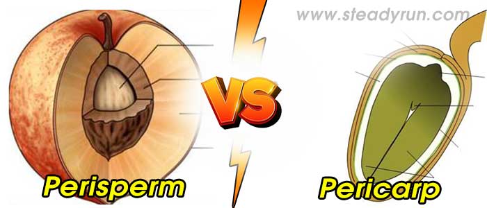 Differences between Perisperm and Pericarp