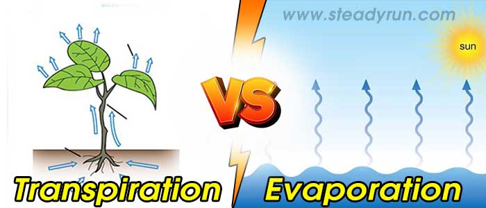 Differences Between Transpiration and Evaporation