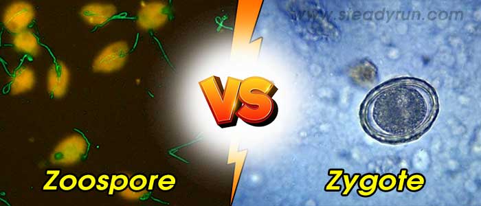Differences between Zoospore and Zygote