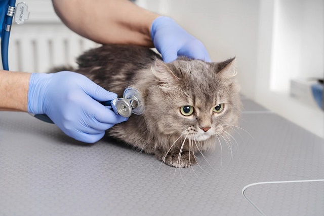 What to look for in highly experienced vets?