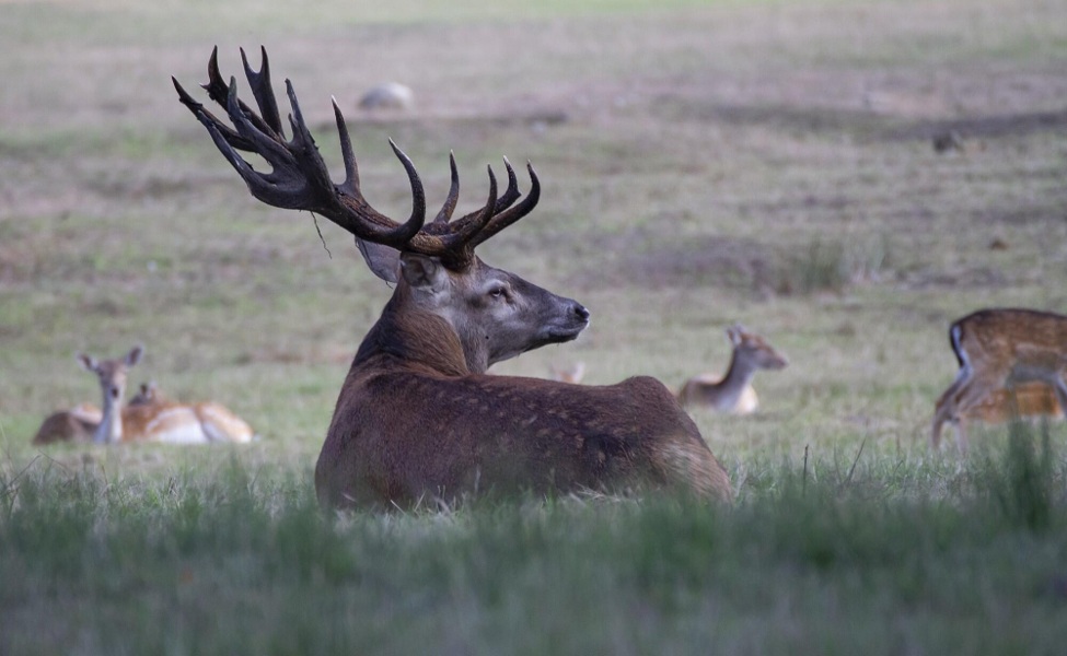 How Modern Field Equipment Is Elevating Post-Harvest Game Handling Image