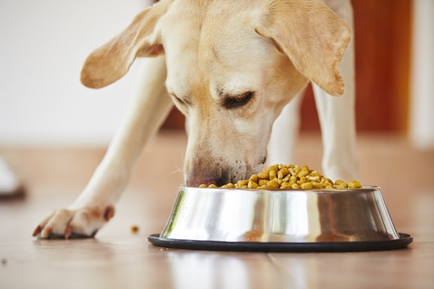 How to Select the Best Dog Food for Labs