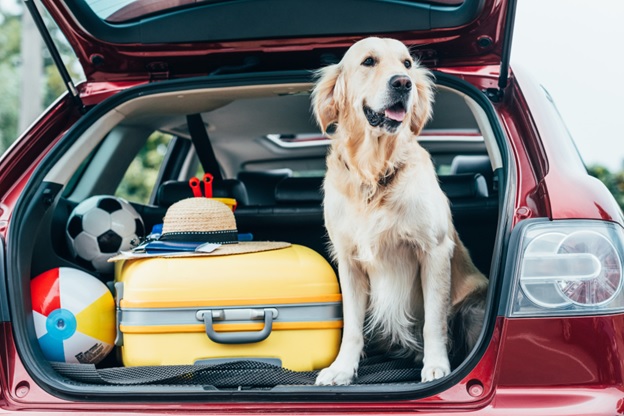 How to Travel with Dogs: The Complete Guide for New Pet Owners