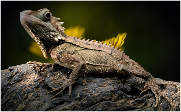 Lizard Pets: Everything You Need to Know to Own and Care For Them 