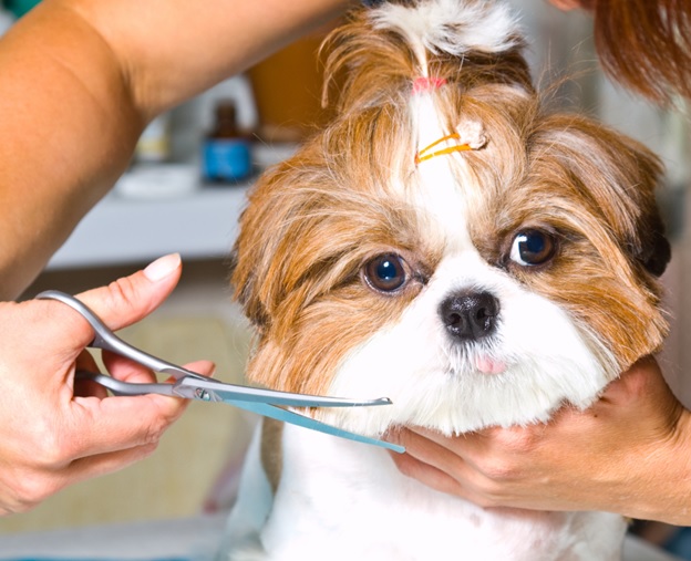 Pampering Your Pup: How Often Should You Groom Your Dog?