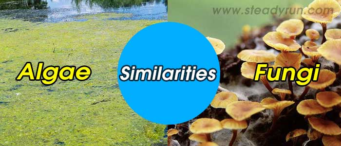 Similarities between Algae and Fungi