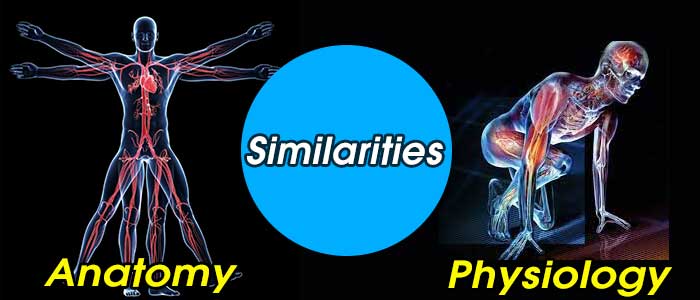 Similarities between Anatomy and Physiology