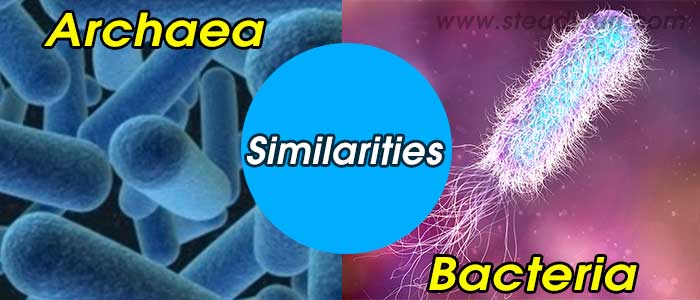 similarities-archaea-bacteria
