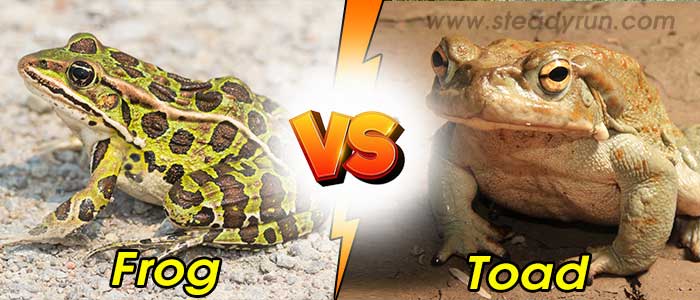 similarities-frog-toad