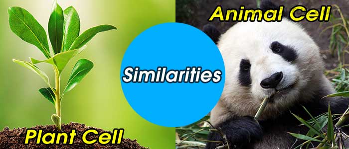 Similarities between Plant Cell and Animal Cell