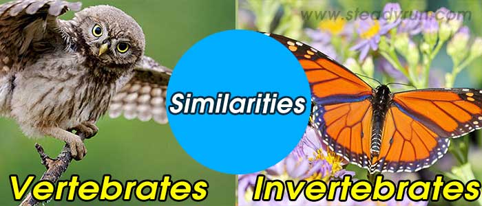 Similarities between Vertebrates and Invertebrates