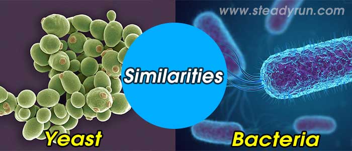 similarities-yeast-bacteria
