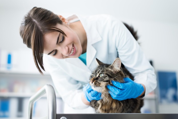 What Are the Main Steps to Becoming a Veterinarian?