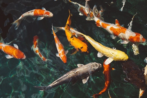 What is the Lifespan of a Koi Fish?