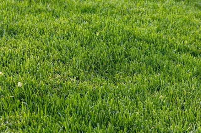 whats-the-best-approach-for-bermuda-grass-removal