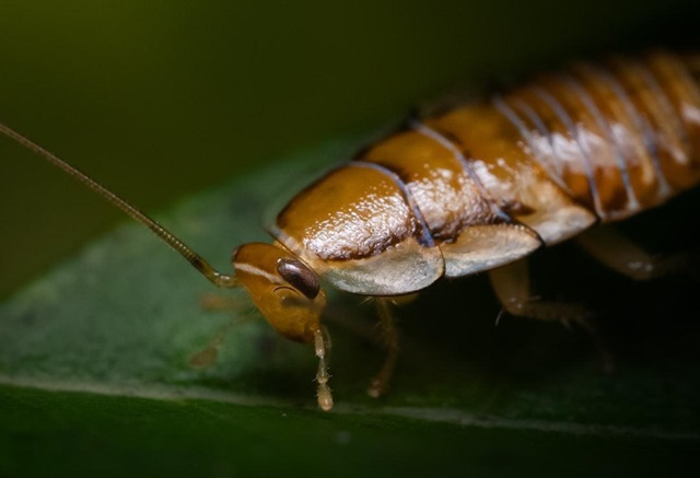 where-to-buy-your-very-own-madagascar-cockroach-pet