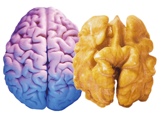 Health Benefits of Walnuts - Why Walnuts are Good for Your Brain